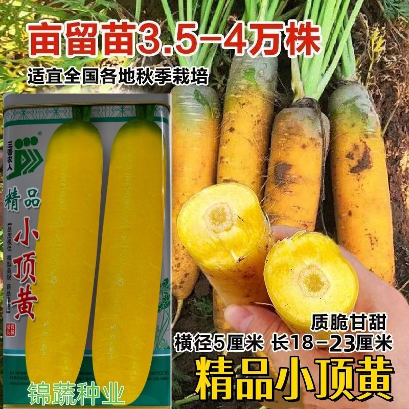精品小顶黄胡萝卜种子汁多味甜肉质脆嫩胡萝卜种籽农家春秋季播种