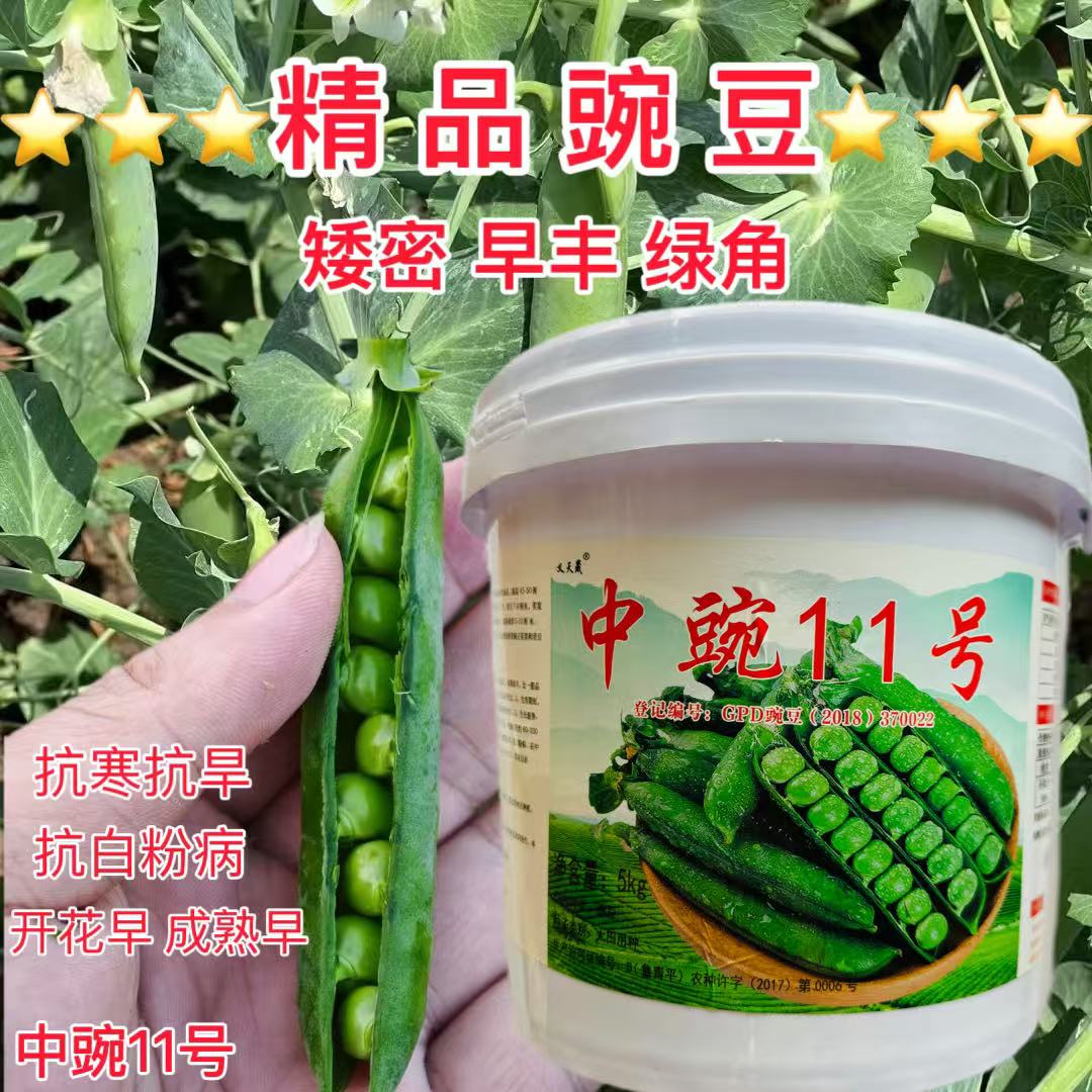 中豌11号豌白花绿荚大荚矮杆不搭架味甜抗白粉病特级豌豆种子袋装