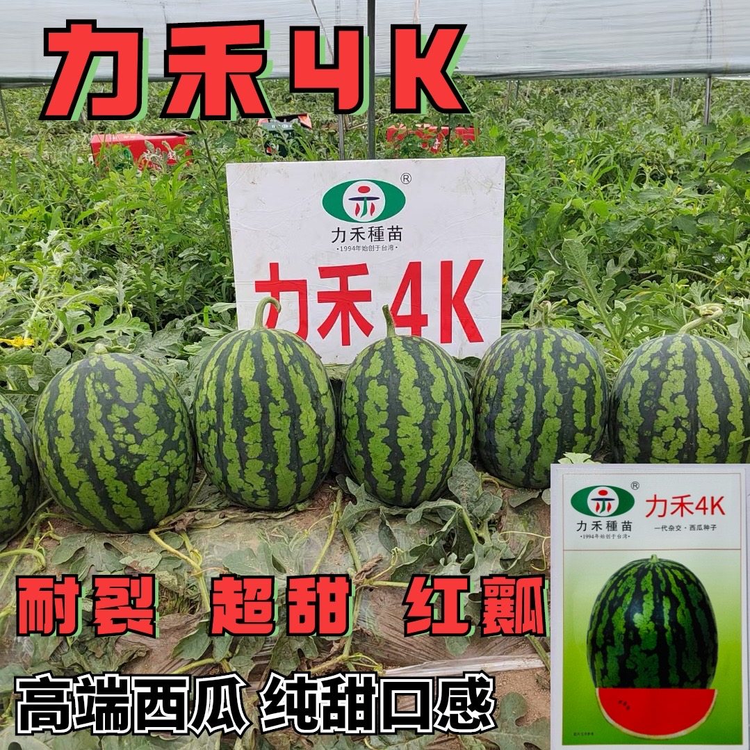 力禾4K西瓜种子全美甘美西瓜种籽礼品西瓜籽耐裂超甜脆爽皮薄多汁