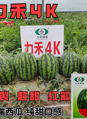 力禾4K西瓜种子全美甘美西瓜种籽礼品西瓜籽耐裂超甜脆爽皮薄多汁