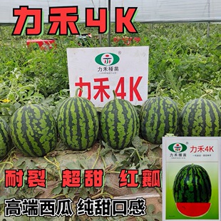 力禾4K西瓜种子全美甘美西瓜种籽礼品西瓜籽耐裂超甜脆爽皮薄多汁