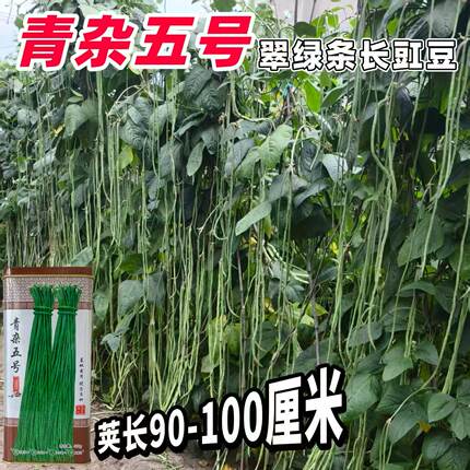 青杂五号翠绿条长豇豆耐热青条长豇豆抗病高产结荚多不跑粒耐高温
