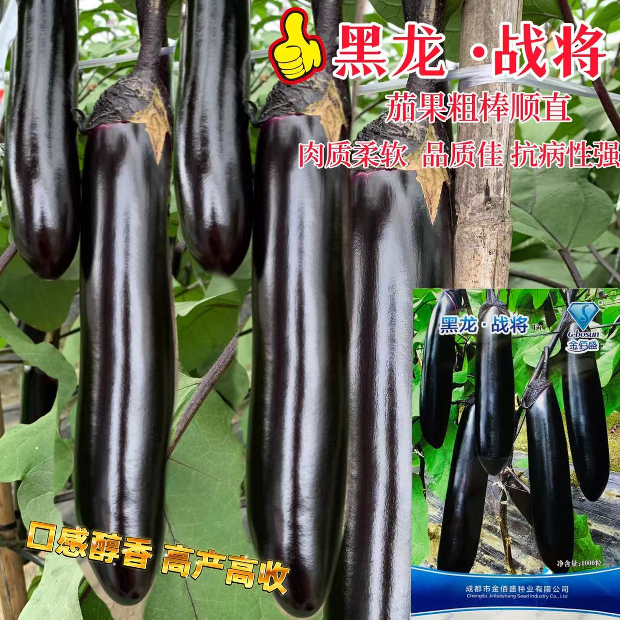 黑龙战将茄子种子果肉淡绿肉质细嫩中熟杂交高产黑长茄种籽