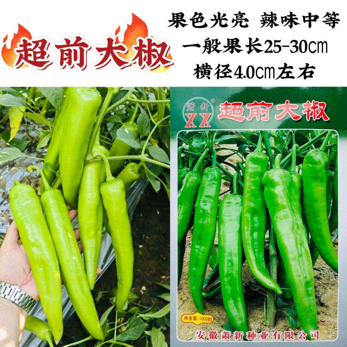 萧新超前大椒种子黄绿皮辣椒种子早熟果面光亮辣味中等黄皮尖椒种
