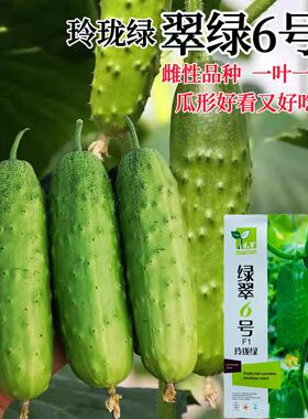 翠绿6号F1玲珑绿黄瓜种子薄皮翠绿色短棒型春秋露地大棚蔬菜种子