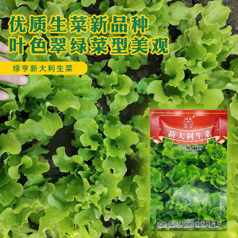 绿亨新大利生菜种子一年四季耐寒耐抽苔早熟易种阳台菜籽蔬菜种子图片