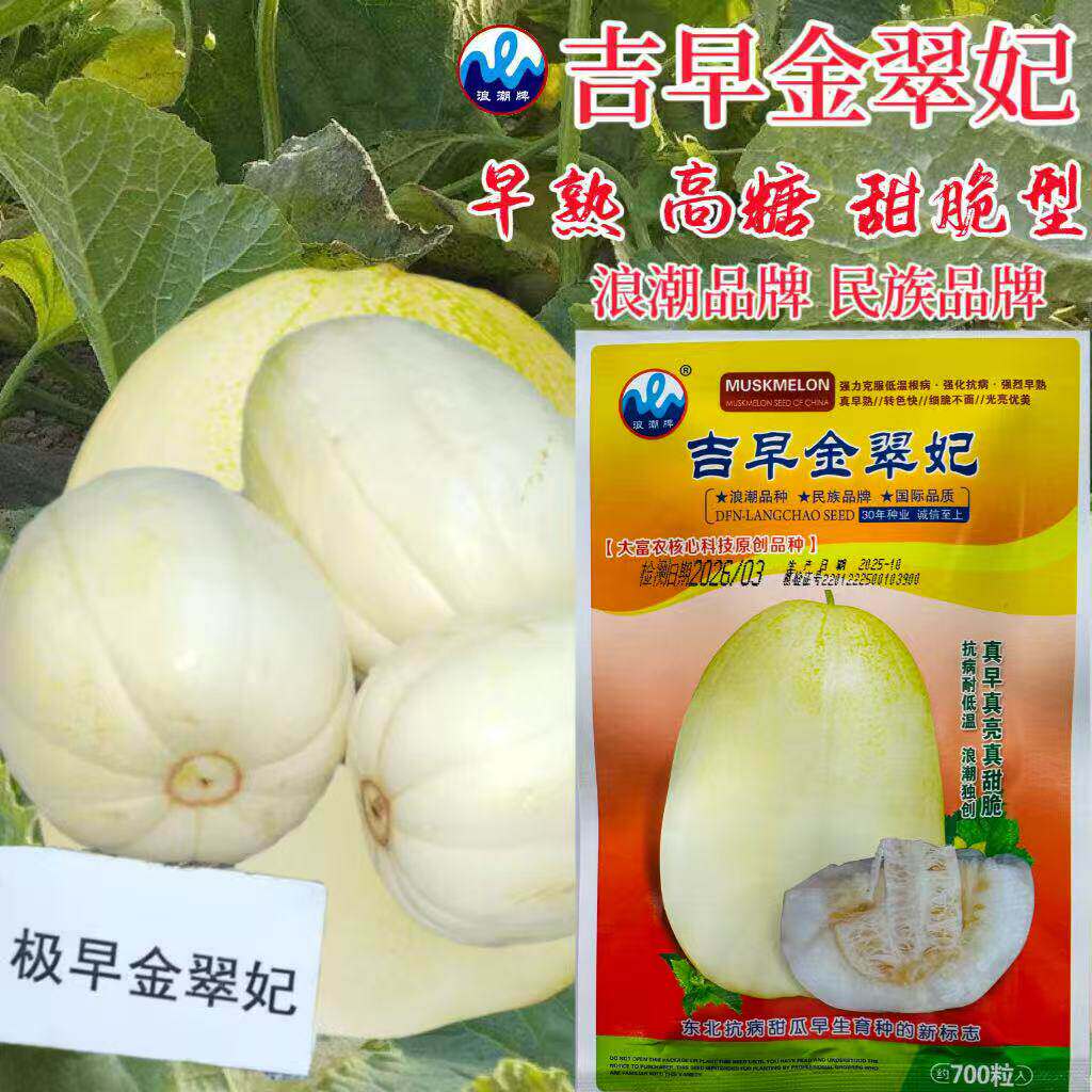 吉早金翠妃甜瓜种子早熟甜脆高糖黄白皮甜瓜种子浓香椭圆甜瓜种子