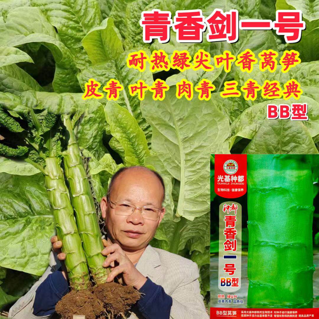 种都青香剑一号绿尖叶莴笋种子高产抗病耐热三青香莴苣种籽春秋播