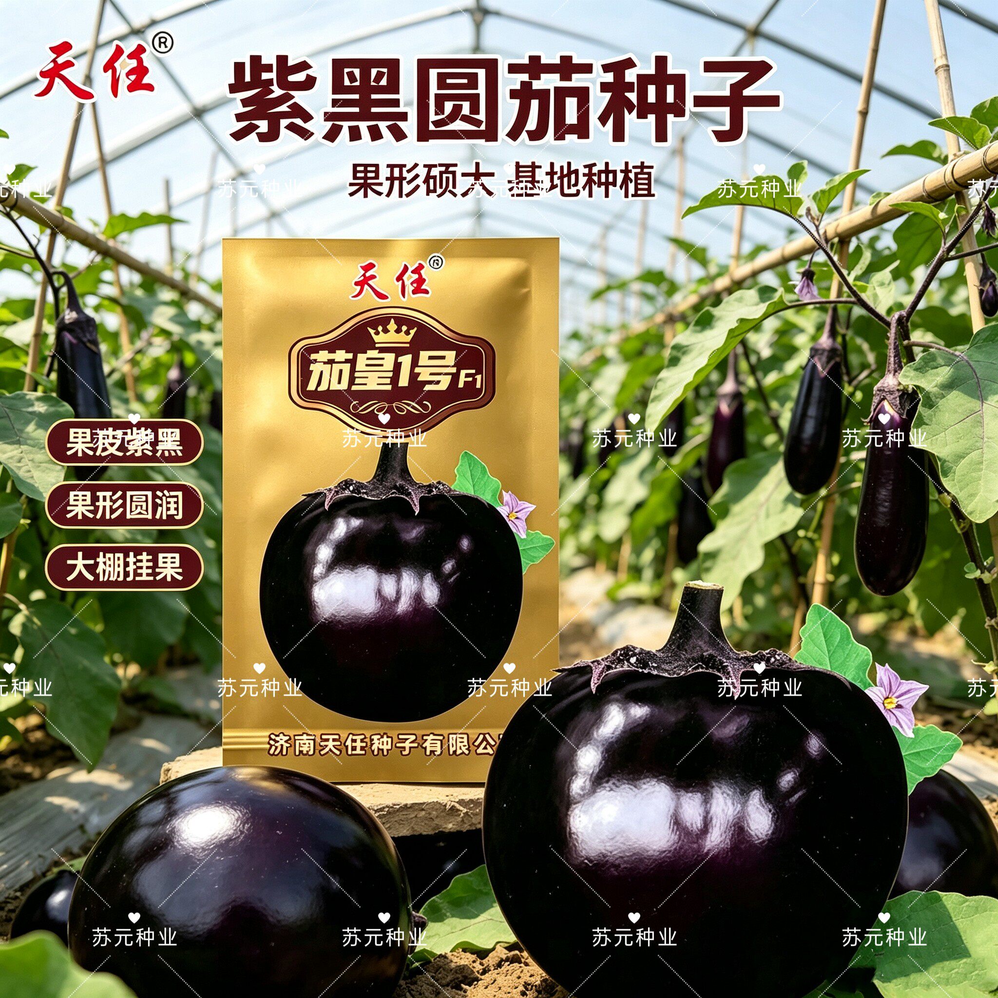 茄皇1号圆茄子种子紫黑圆茄籽5克早熟大果亮圆耐寒耐弱光基地品种
