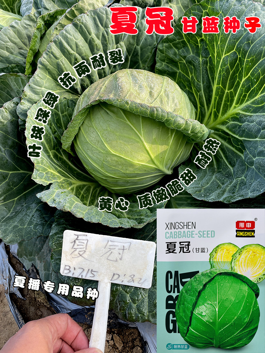 夏冠甘蓝种子中早熟圆球型包菜种籽抗病杂交耐热蔬菜种孑10克包邮