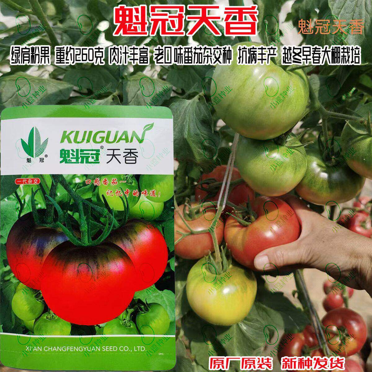 西安魁冠天香番茄种子抗TY病毒病越冬早春茬大棚大果番茄蔬菜种籽