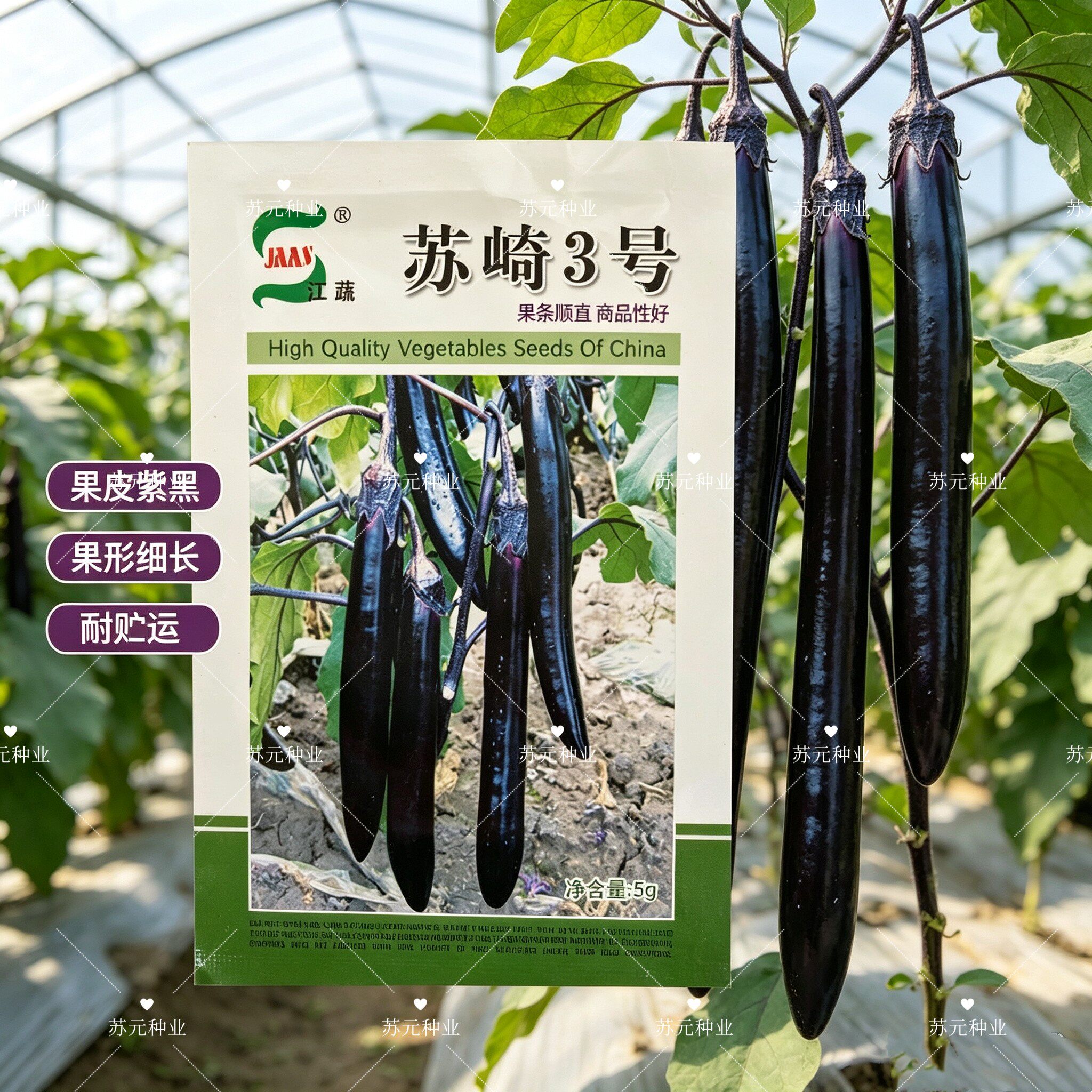 江蔬苏崎3号茄子种子长棒形顺直黑紫色有光泽耐贮运春秋高产抗病