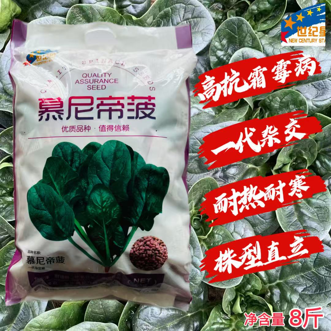 慕尼帝菠黑大叶菠菜抗霜霉病角斑病 抗寒性好红根厚叶直立速生8斤