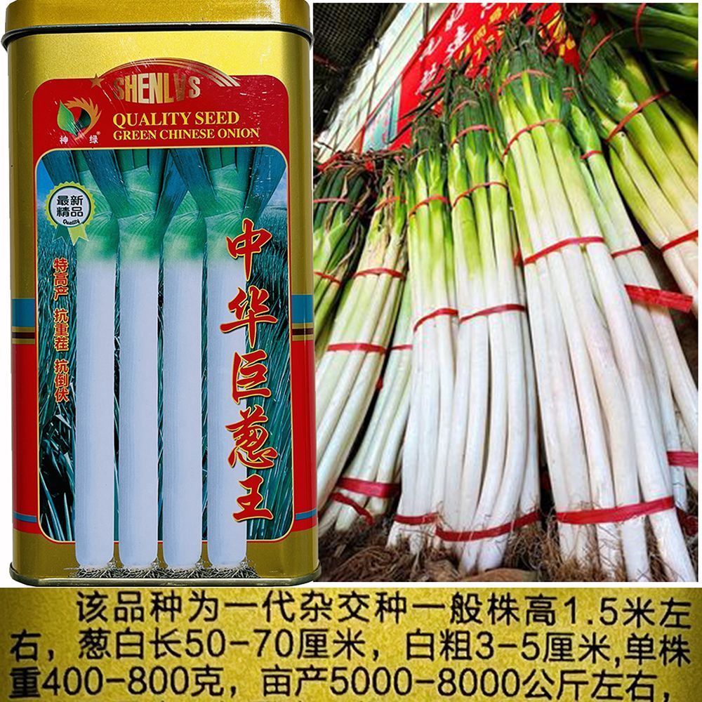 精品中华巨葱王大葱种子铁杆大梧桐抗逆强抗病抗寒高产大田用种孑