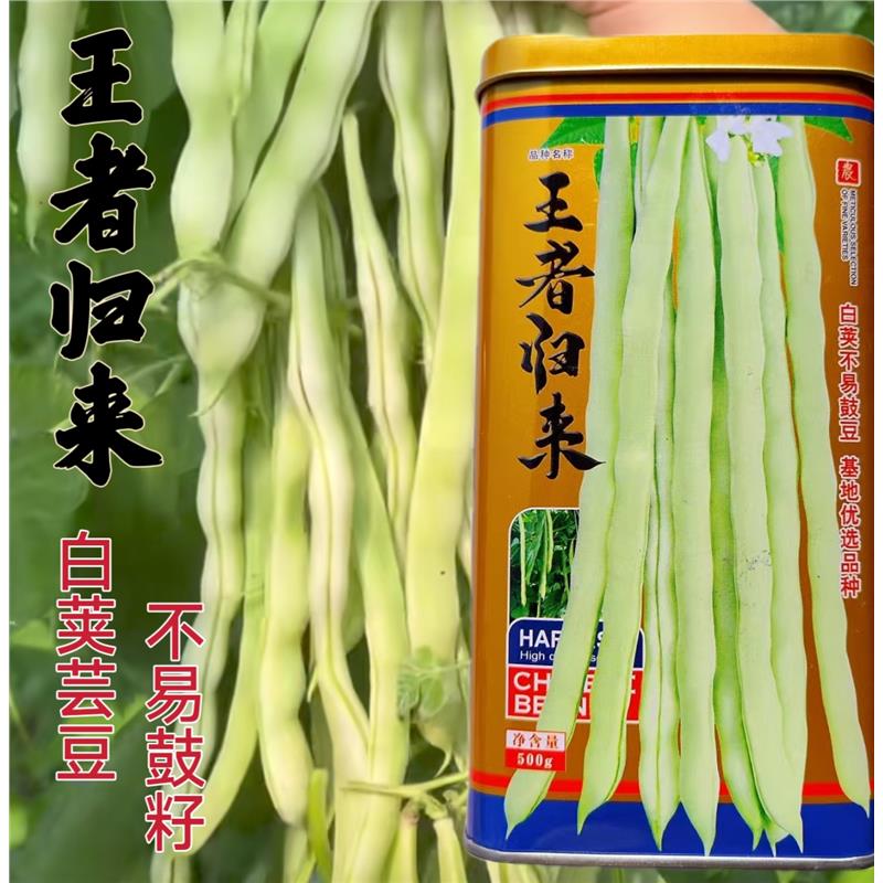 王者归来芸豆架豆种子白绿色圆长荚农家春秋播种精选四季豆种籽