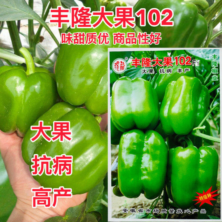 丰隆大果102灯笼椒大甜椒种子味甜质优商品性好坐果率高采收期长