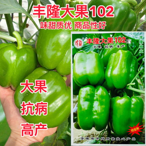 丰隆大果102灯笼椒大甜椒种子味甜质优商品性好坐果率高采收期长