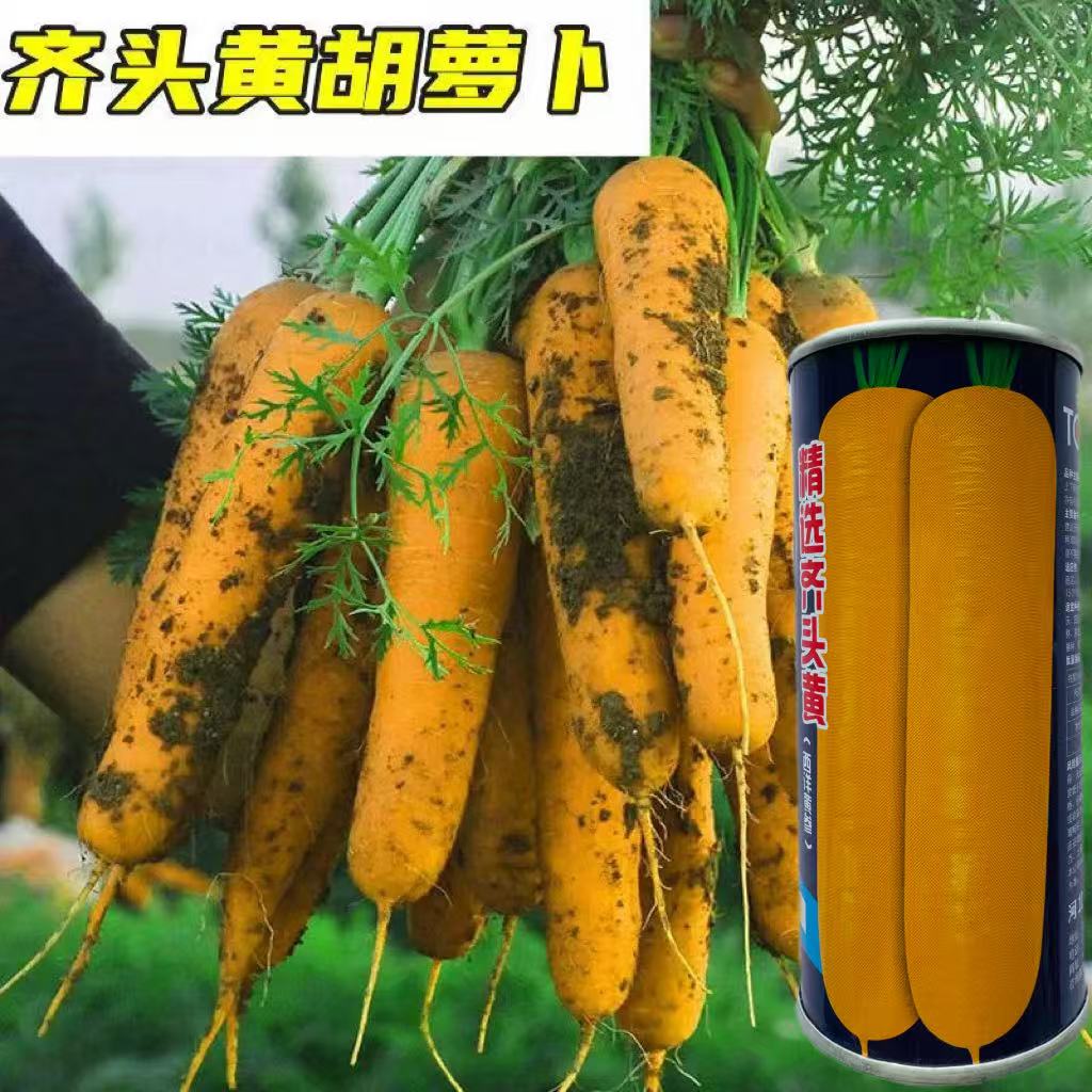 齐头黄参胡萝卜种籽抗病黄萝卜种子秋季农家高产抗逆大田用种原装