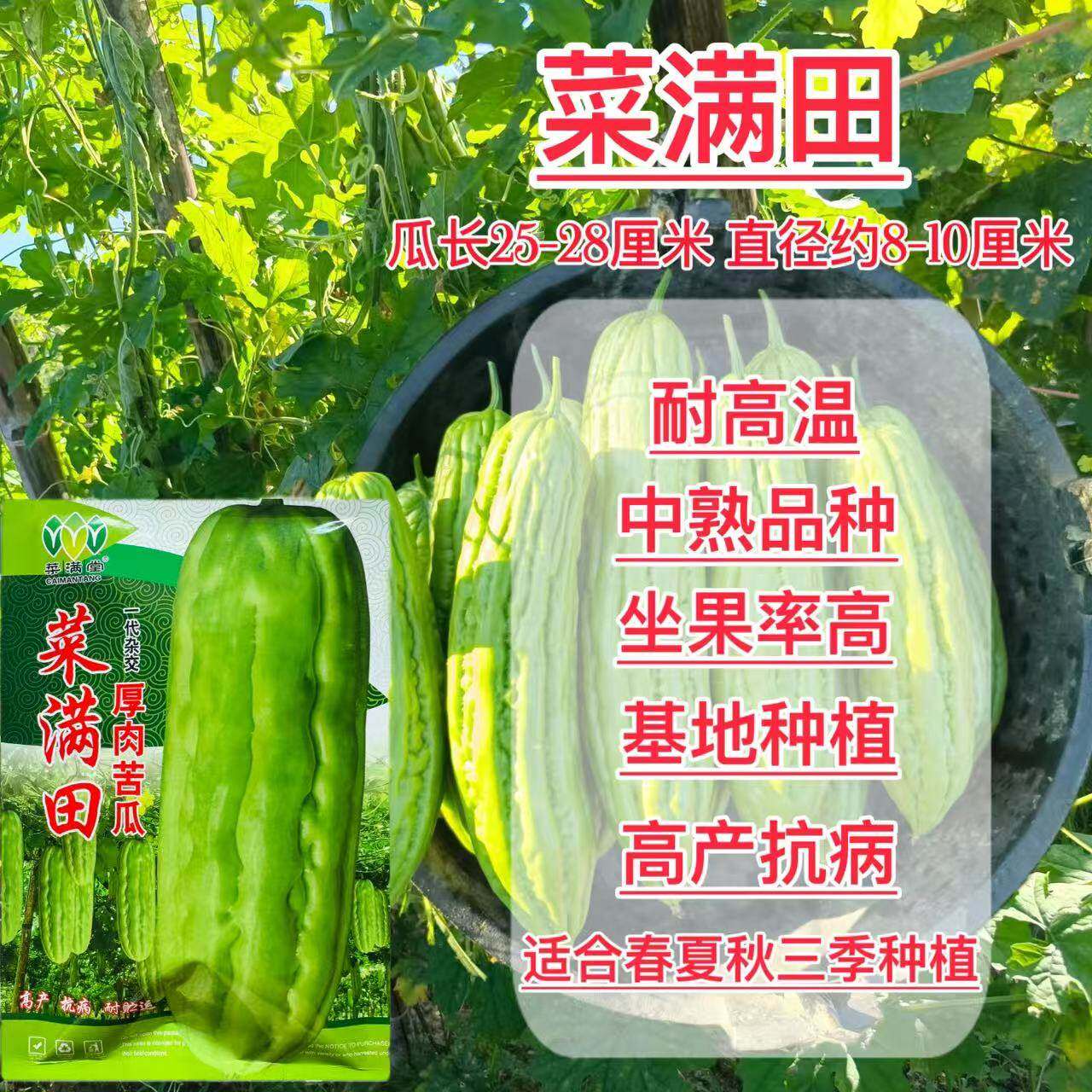 菜满甜杂交中熟厚肉苦瓜种子籽颜色油绿略白有光泽瓜实耐裂耐高温