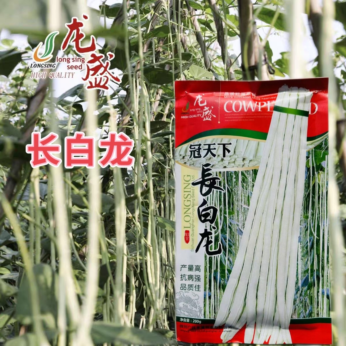 冠天下长白龙豇豆种子高产特长白条豆角种子早熟白玉豇豆种籽春秋
