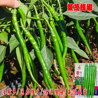 荣茂线椒种子高产抗病顺直味辣优质辣椒种孑青线尖椒青椒蔬菜种籽