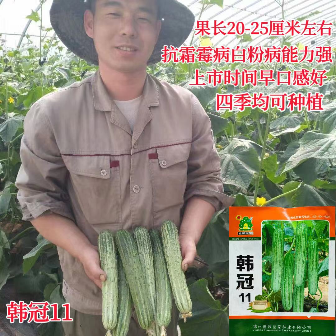 韩冠F1黄瓜强雌高产抗病耐低温