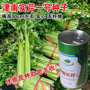 津南实芹一号芹菜种子耐寒晚抽薹春季四季播种耐低温实心小香芹籽