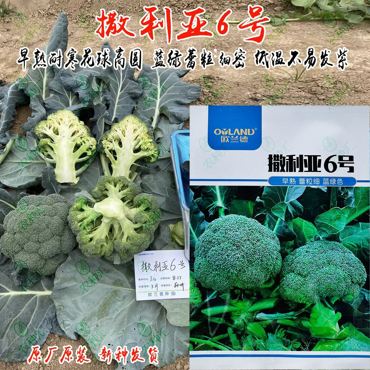 欧兰德撒利亚6号西兰花种子早熟耐寒蓝绿蕾细紧实秋播青花菜种籽