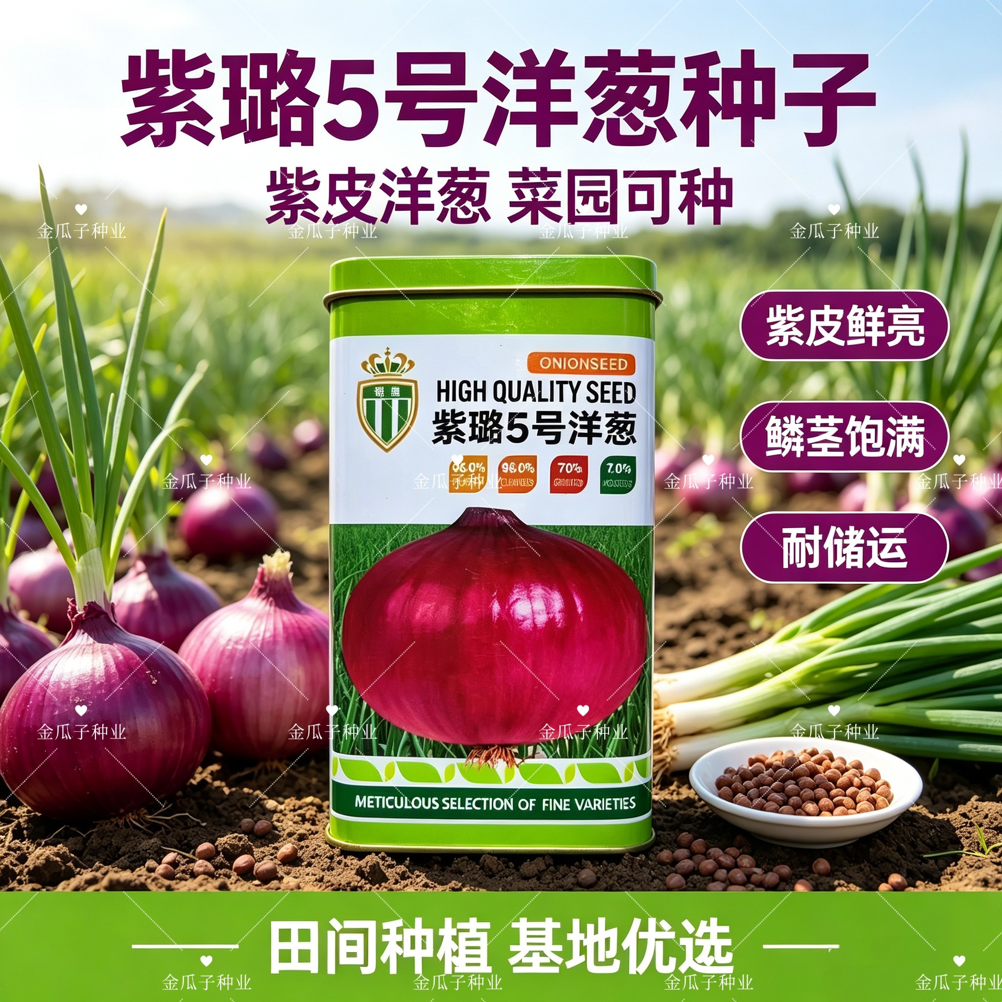 紫露5号洋葱种子红皮紫皮圆洋葱籽基地种园艺种植洋葱菜籽抗病高