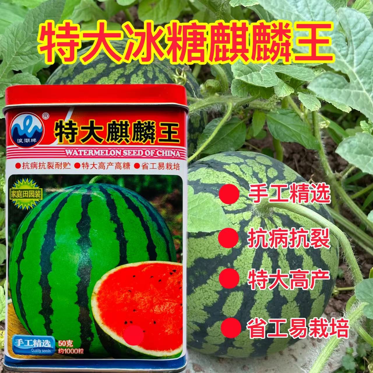 浪潮特大麒麟王西瓜种子高产高糖抗病中早熟花皮西瓜种子麒麟西瓜