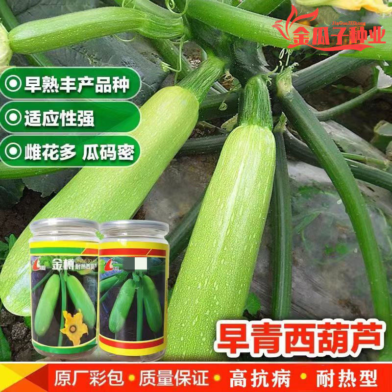 绿领金樽耐热西葫芦种籽早熟高产抗病四季大田露地西葫芦蔬菜种子