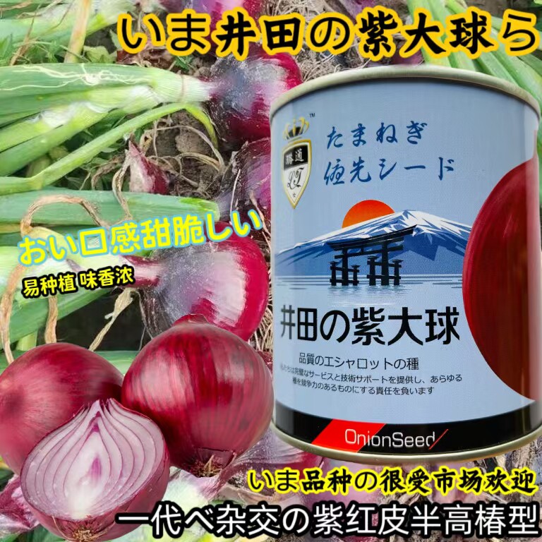 井田紫大球紫红皮洋葱种子特大秋季盆栽葱种圆葱扁圆紫色蔬菜种籽