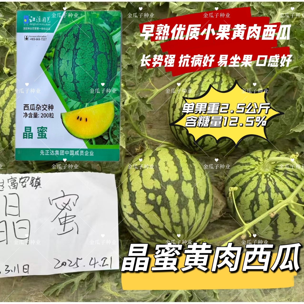 晶蜜黄肉西瓜种子早熟黄瓤礼品小西瓜种子皮薄酥脆圆形西瓜种籽孑