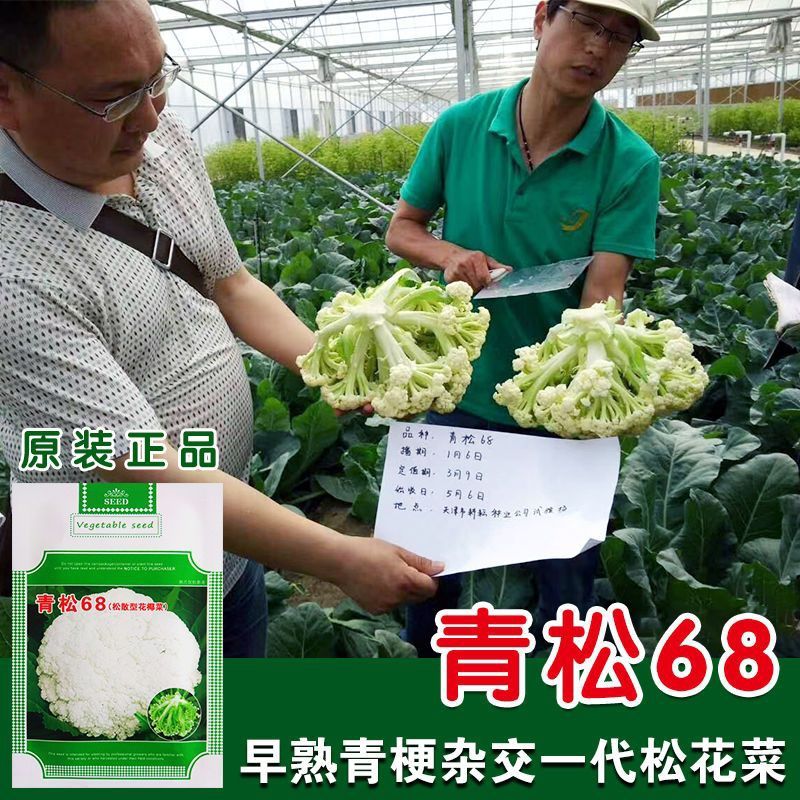 青松68青梗白花菜种子杂交早熟花椰菜种籽秋季播种蔬菜种子