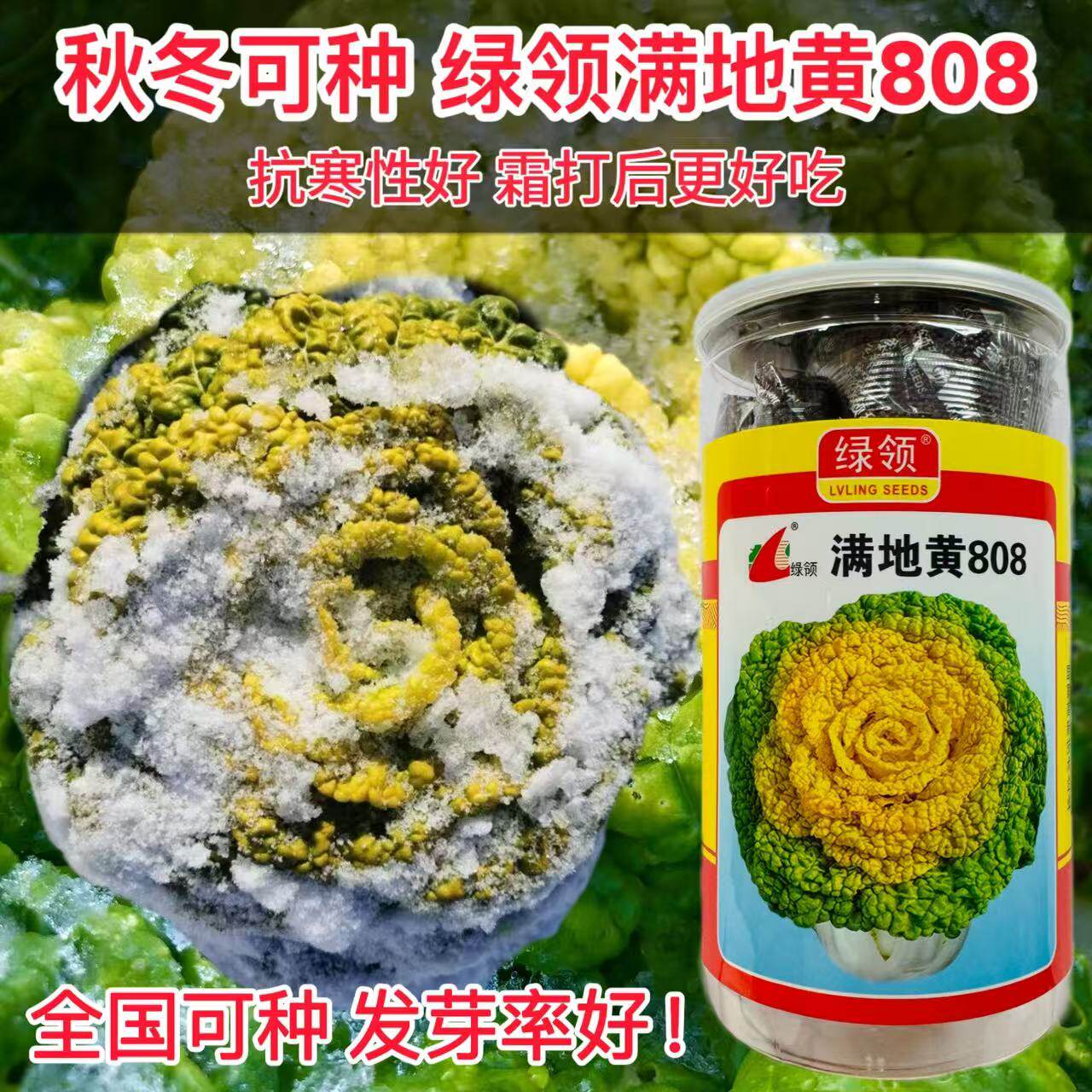 绿领满地黄808黄心乌种子高产春秋冬耐寒乌塌菜大田基地小白菜籽