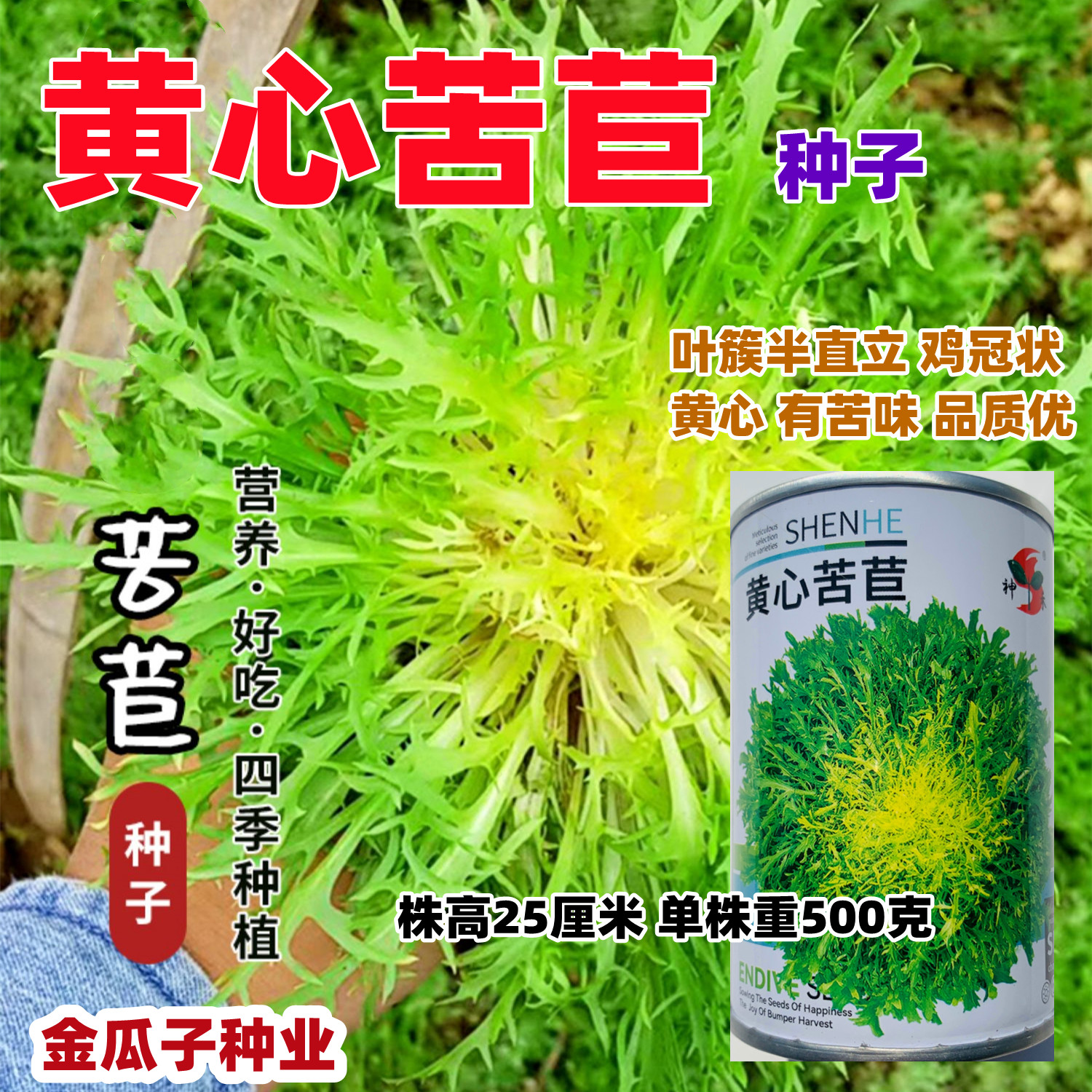 黄心苦苣种子四季蔬菜阳台庭院盆栽水果蔬果籽碎叶菊苣苦苣种籽孑