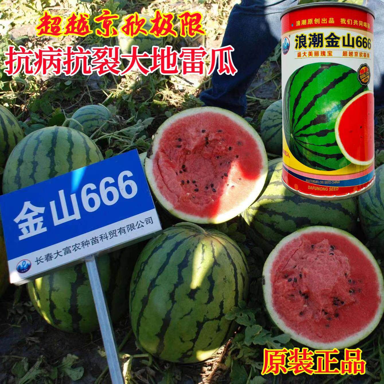浪潮金山666西瓜种子大红瓤高糖少籽深绿圆型花皮抗旱耐重茬中晚