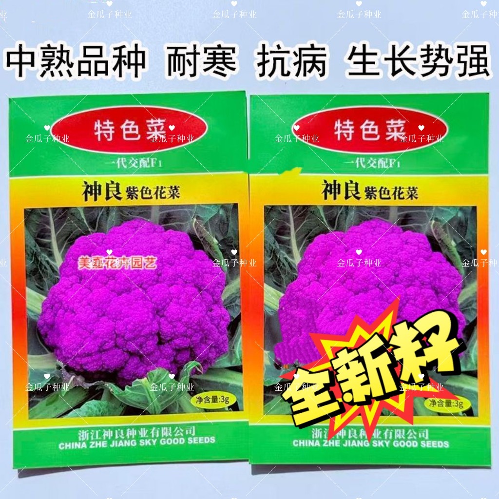 紫色花菜种子中熟耐寒高产抗病紫花菜种籽农家春秋播特色蔬菜种籽