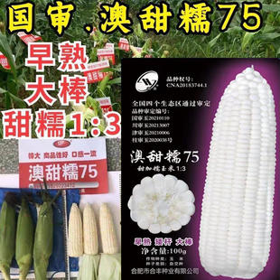 国审澳甜糯75玉米种子甜加糯白玉米种籽高产矮杆大棒鲜食白玉米种