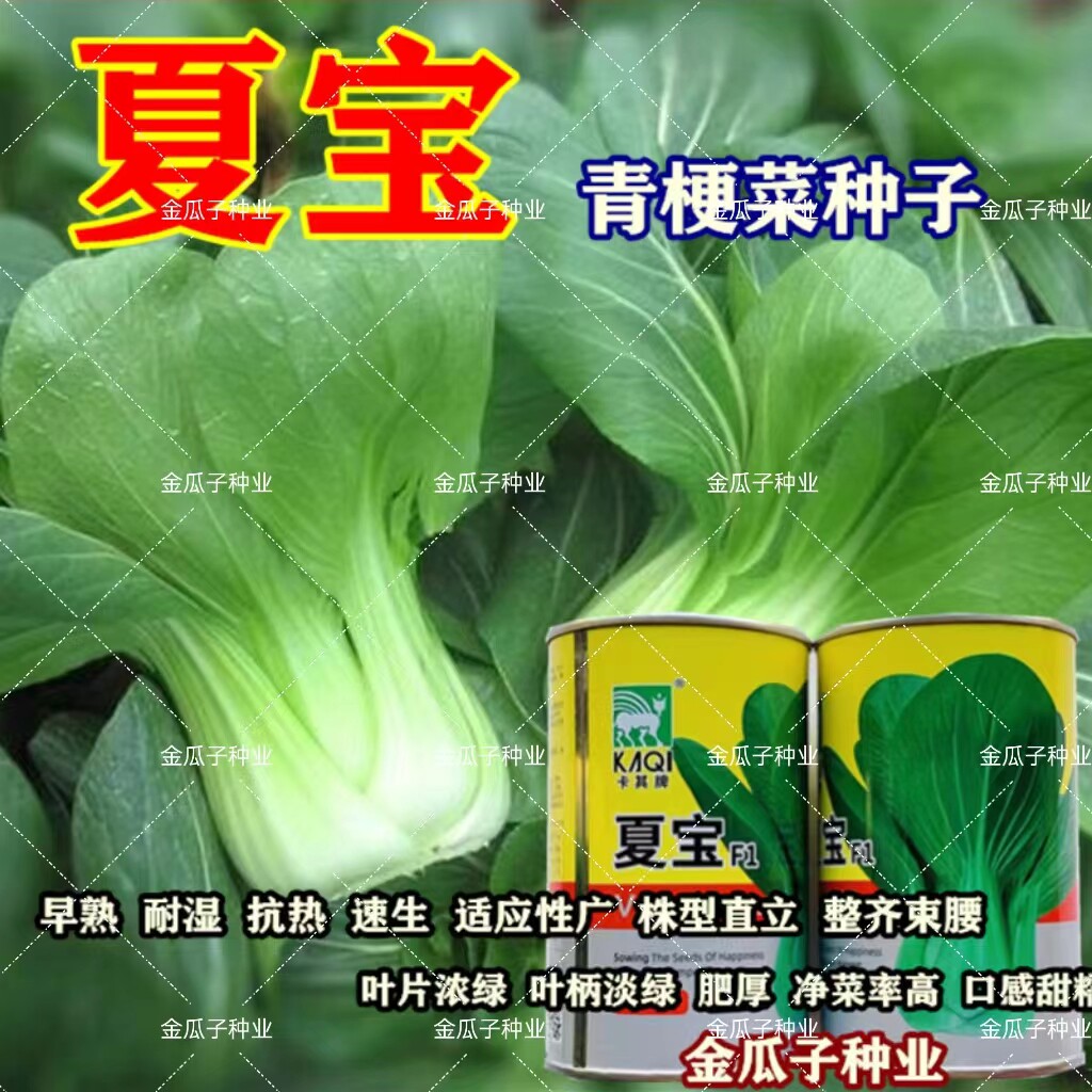 夏宝青梗菜抗热束腰油亮抗病高产