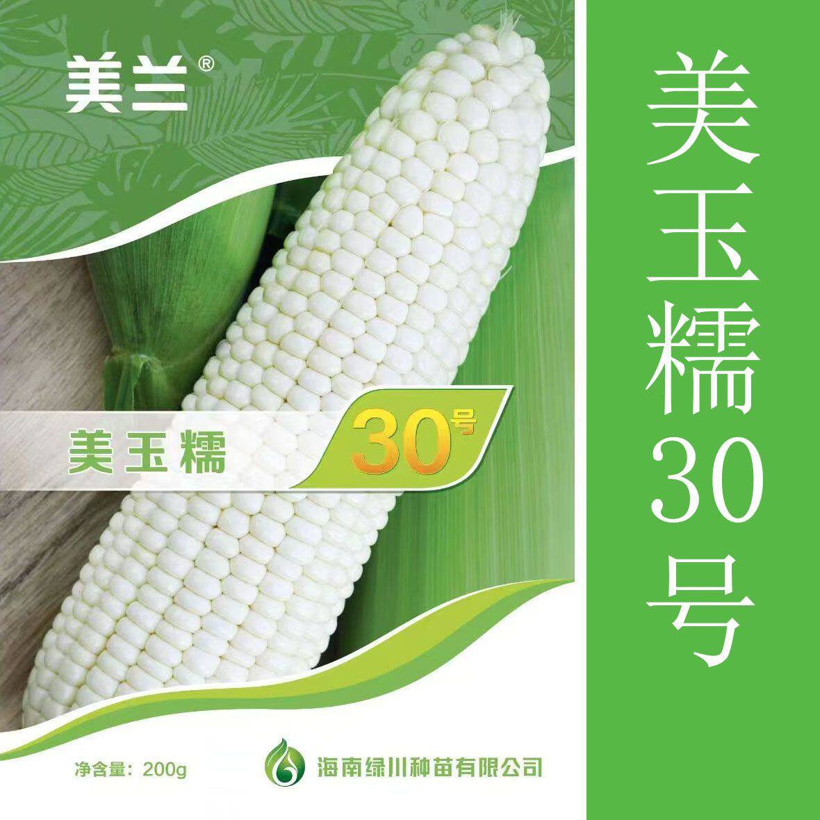 美玉糯30号白糯甜糯玉米种子加甜糯3:1高产香糯粘种籽孑香糯黏甜