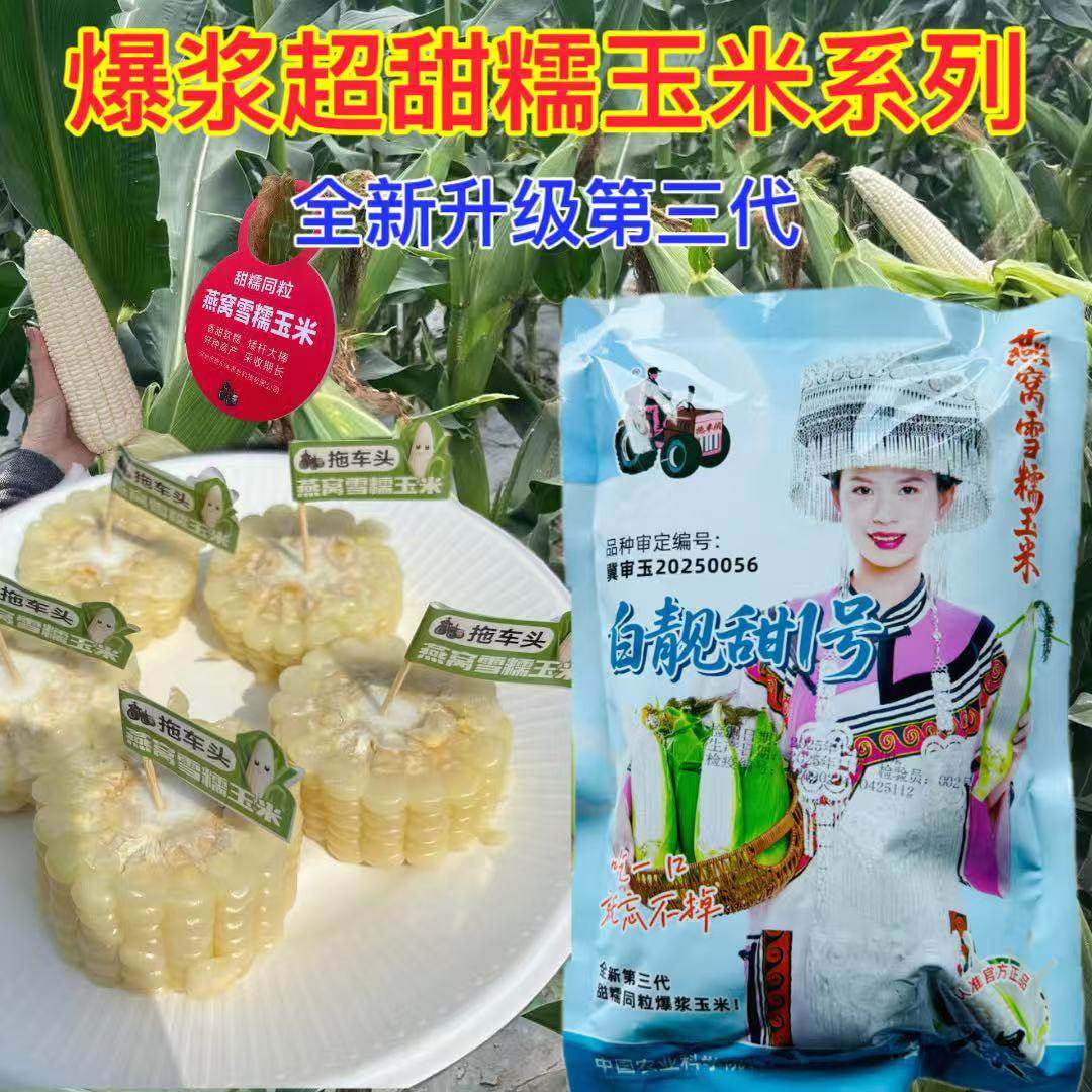 白靓甜1号燕窝雪糯玉米种子全新第三代超甜糯玉米好籽甜糯春夏播,农用物资,蔬菜种子/种苗,淘宝优惠券,粉丝福利购,淘宝优惠卷