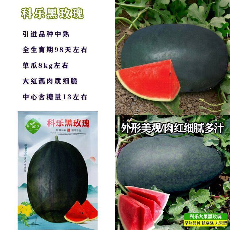 科望科乐黑玫瑰西瓜种子抗病强黑皮黑条纹大红瓤西瓜种籽基地用种