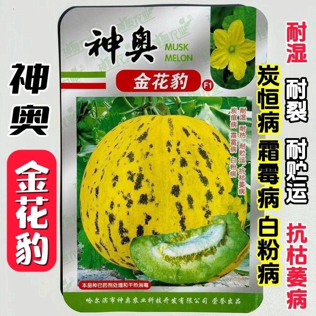 神奥金花豹甜瓜种子极早熟翡翠绿肉晶莹剔透香甜松脆花皮香瓜种子