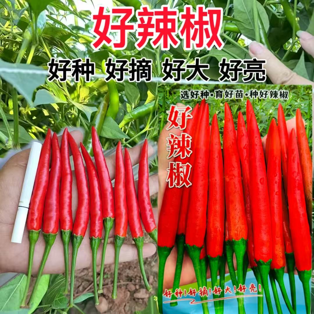好辣椒朝天椒种子新一代杂交大果单生朝天椒种籽中晚熟高产辣椒孑