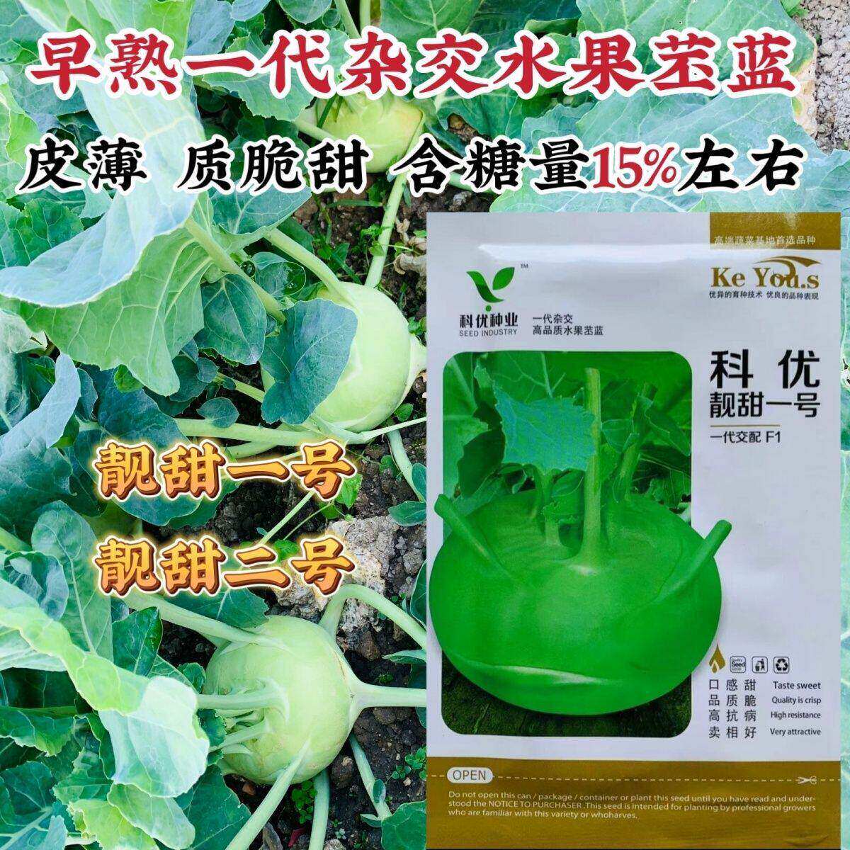 科优靓甜一号二号水果苤蓝种子脆甜皮薄含糖量高早熟扁青苤兰种子