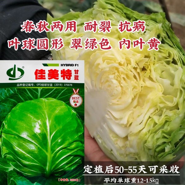 天瑞佳美特甘蓝种子春秋两用型大包头菜种子黄心甘蓝菜莲花白种子