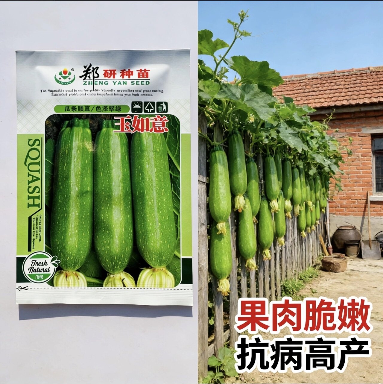 郑研 玉如意西葫芦种子 早熟翠绿色油亮长西葫芦种子 长蒲瓜种子