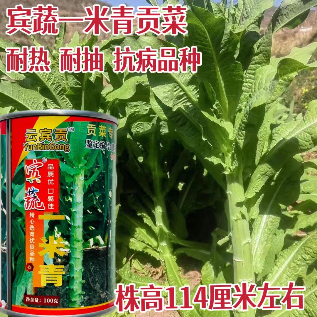 贡菜一米青种子丰产性强抗病性好耐热耐寒适应性广响菜种子孑
