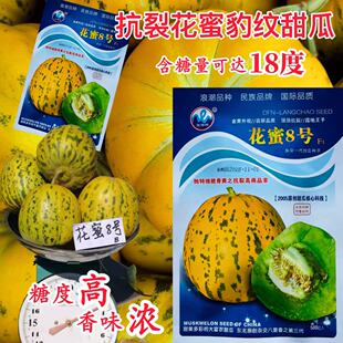 牌花蜜8号甜瓜种子圆梨形八里香香瓜黄皮豹纹绿肉特甜耐裂